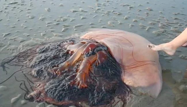 Photo Of A Massive Jellyfish Shocks Internet