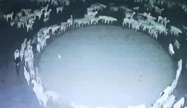 Scientist Claims Mystery Behind Sheep Walking In Circle In China Solved