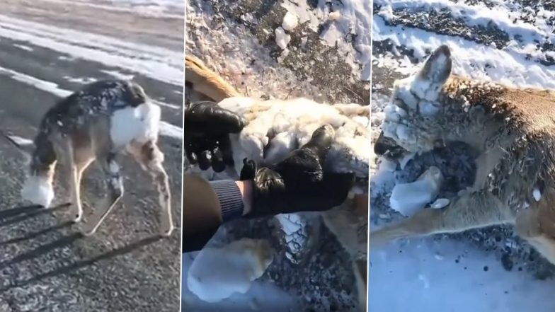 A Deer's Face Was Completely Frozen Over Due To Extreme Cold. Two Hikers Helped