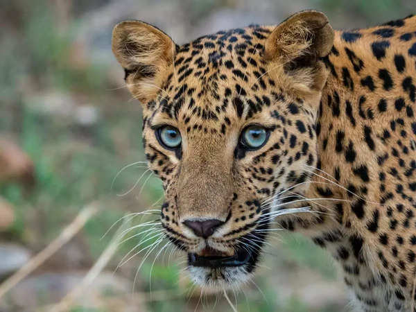 Bengaluru University Cautions Students As Leopard Spotted On Campus