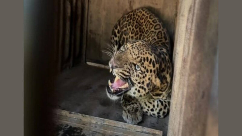 Leopard Enters Ghaziabad Court, Attacks Many